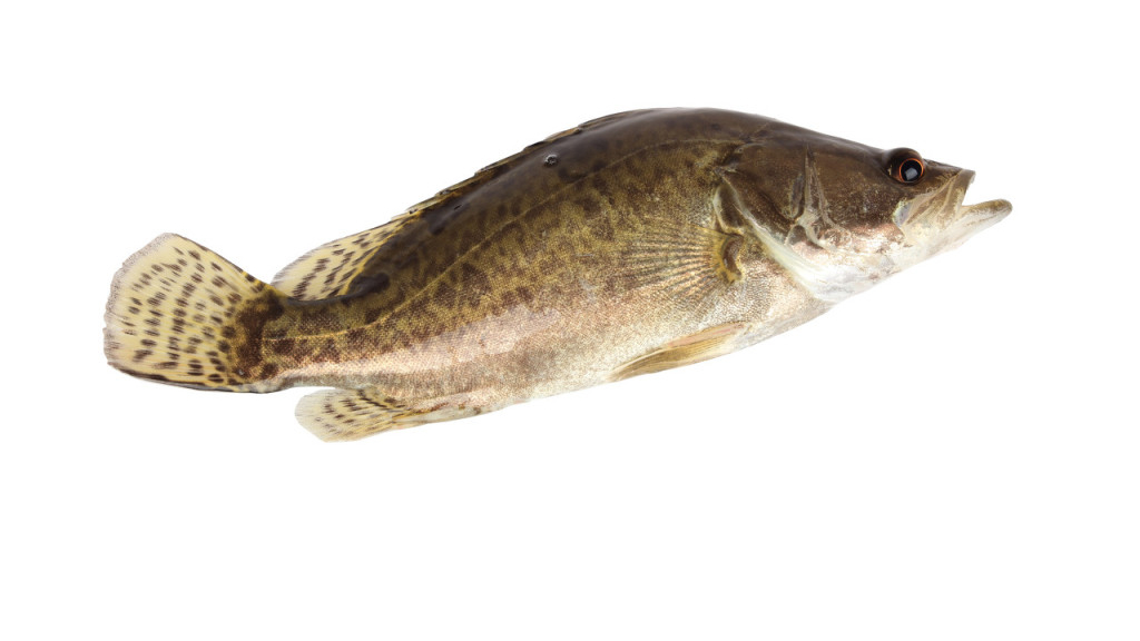 桂魚(yú)