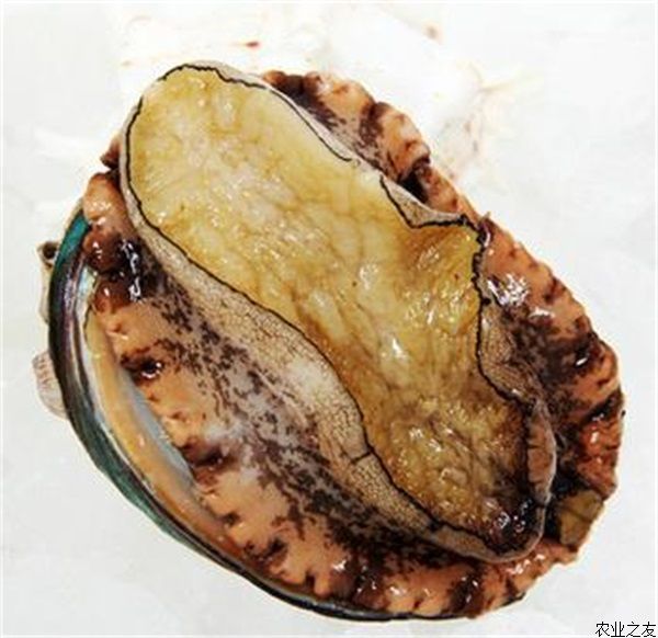 活鮑魚(yú)