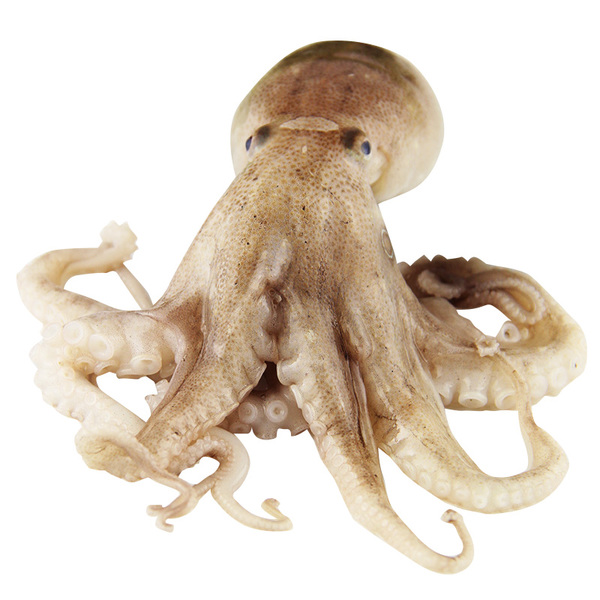 章魚(yú)